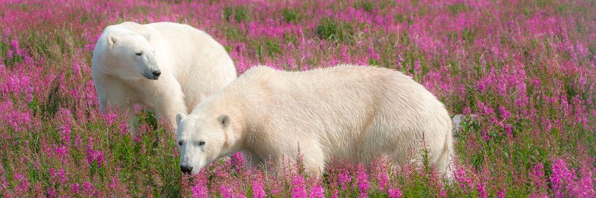 The Ultimate Bears & Belugas Summer Adventure