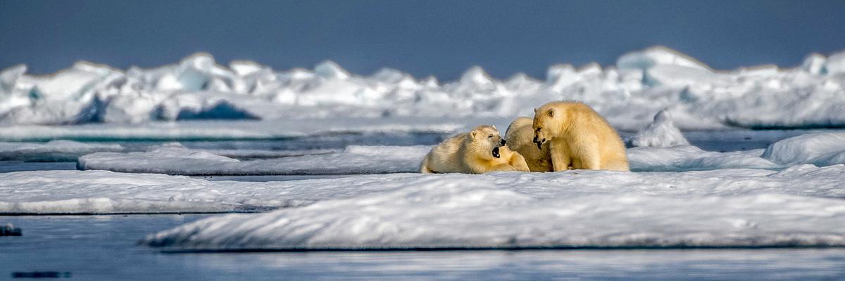 Économisez 25 % sur une expédition dans le Grand Nord