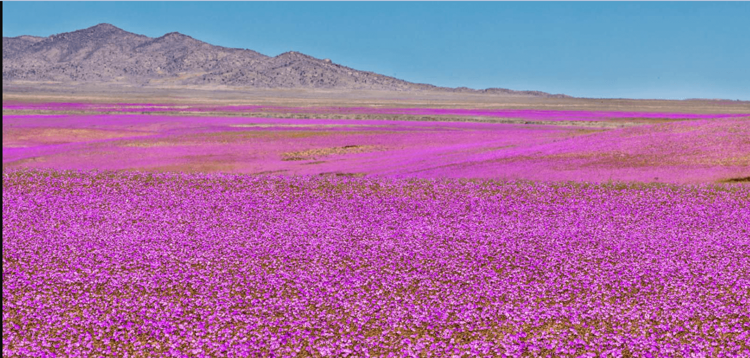 Flowering desert! The Driest in the World Fills With Flowers in Spring